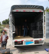 载货车 重汽豪曼 120 马力
